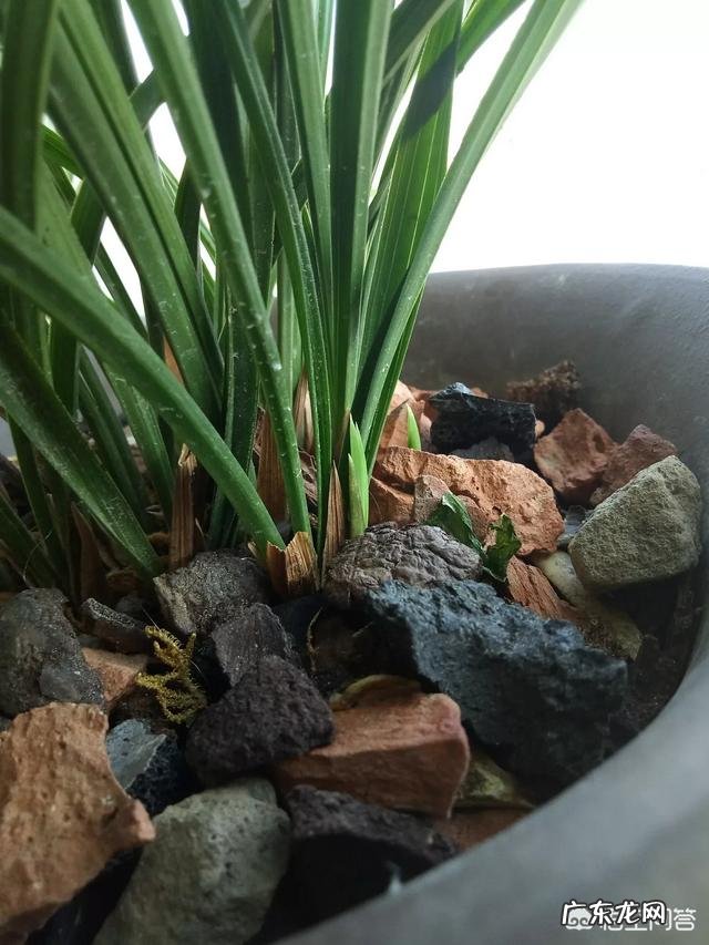 松子壳能做兰花的植料吗?