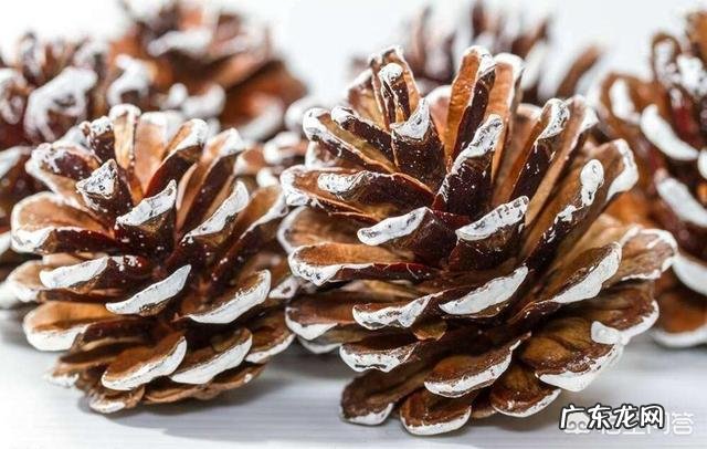 松子壳能做兰花的植料吗?