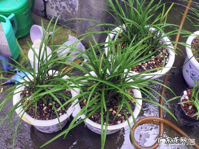 松子壳能做兰花的植料吗?