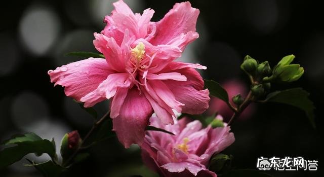 木槿盆栽如何才能开花不断?