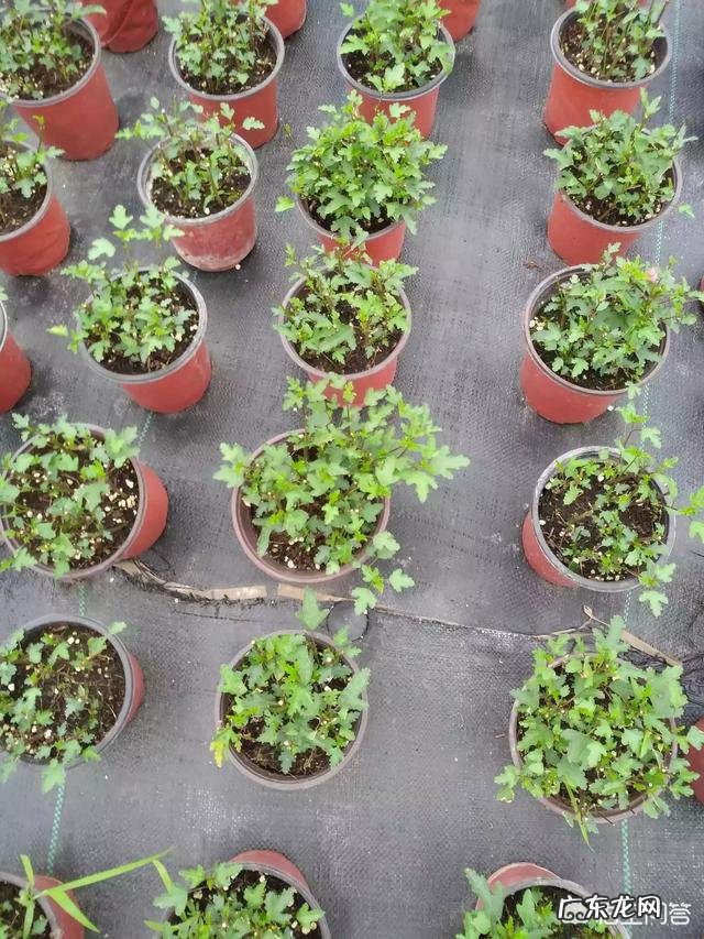 木槿盆栽如何才能开花不断?