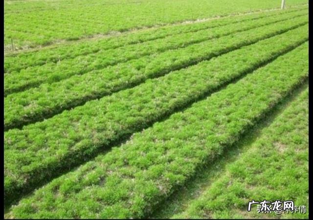 中药材延胡索价格渐涨,延胡索如何种植才高产?