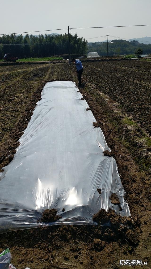 中药材延胡索价格渐涨,延胡索如何种植才高产?