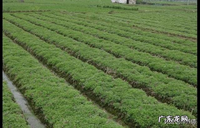 中药材延胡索价格渐涨,延胡索如何种植才高产?