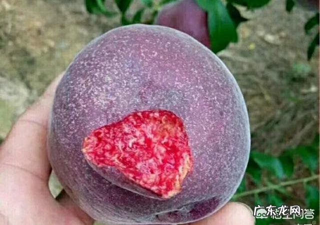 桃树苗未来三年新奇特品种是什么?