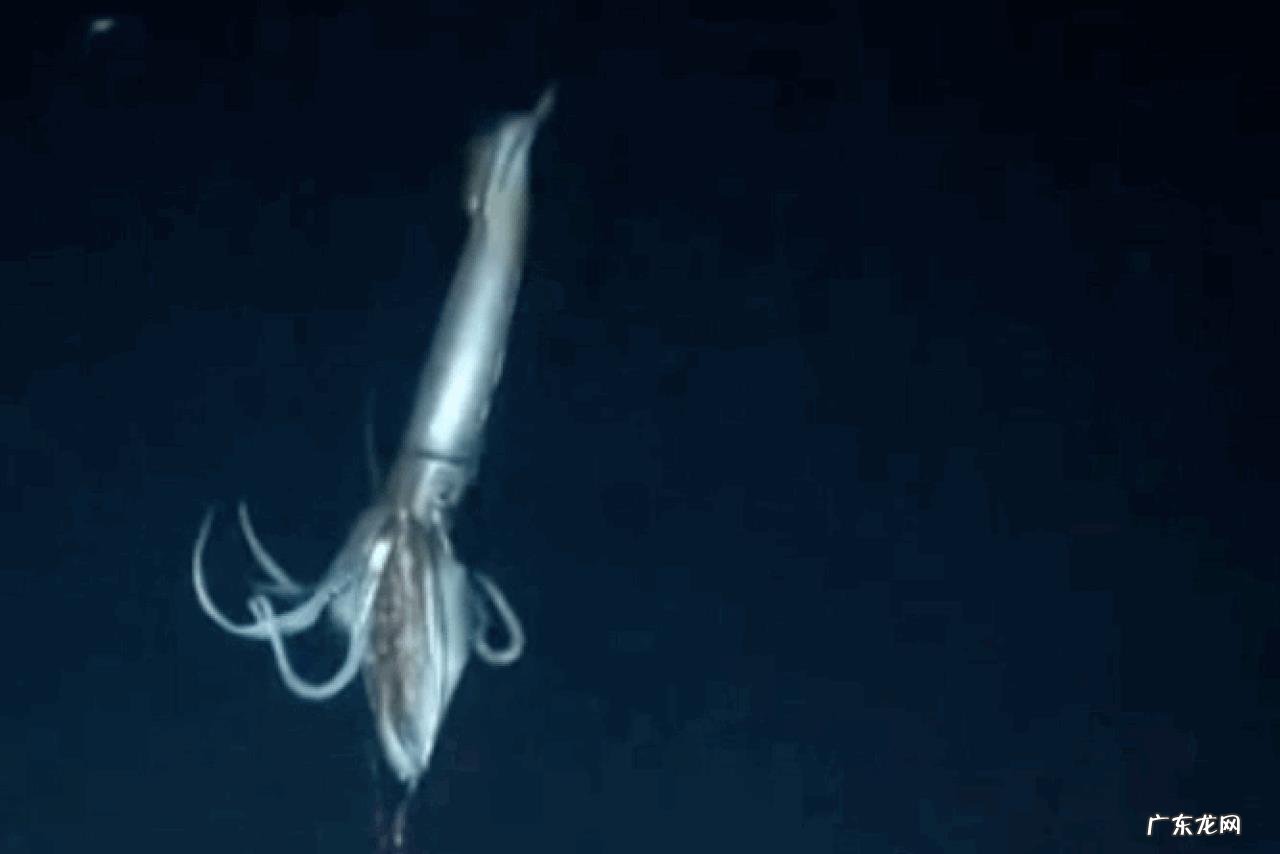 大王酸浆鱿和大王乌贼谁更大?它们真的吃抹香鲸吗?