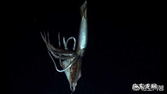 大王酸浆鱿和大王乌贼谁更大?它们真的吃抹香鲸吗?