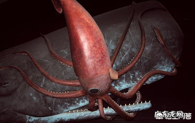 大王酸浆鱿和大王乌贼谁更大？它们真的吃抹香鲸吗？