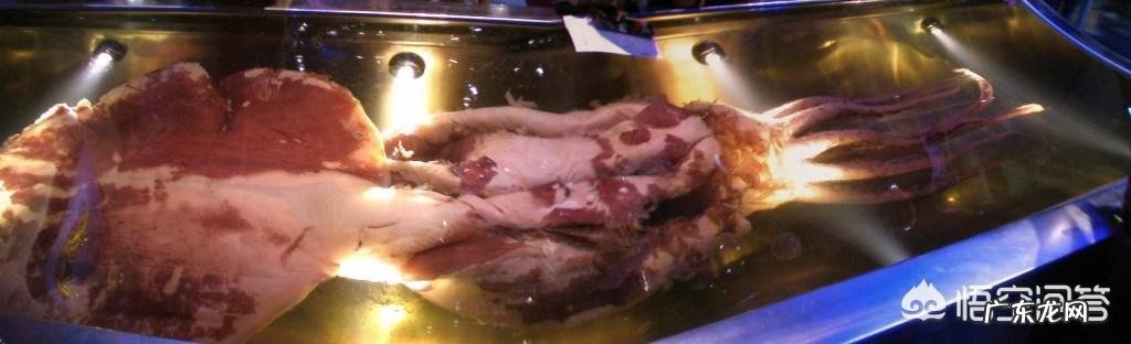 大王酸浆鱿和大王乌贼谁更大?它们真的吃抹香鲸吗?