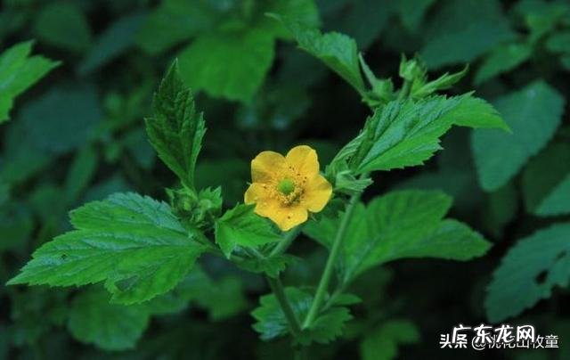 夏天那么热！大家都喜欢什么夏天美食和饮品？