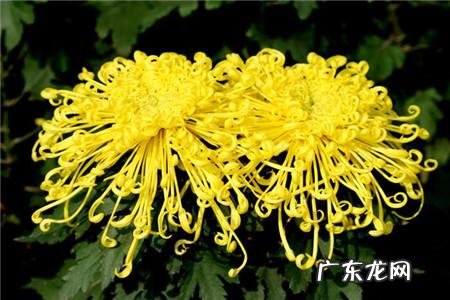 菊花怎么种植？