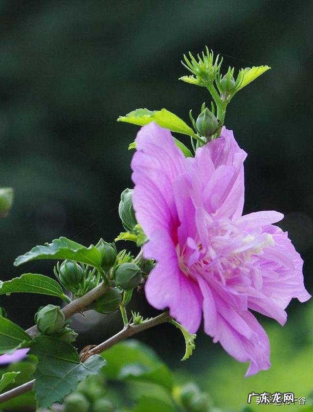 木槿有哪些品种?