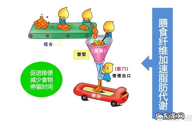 膳食纤维是健康减肥的必备营养吗?