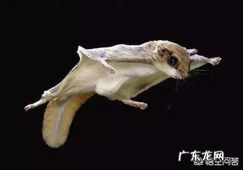 农村老人说在农村野外的树林里,有一种“飞狐”,找到它的屎就发财了,这是为啥呢?