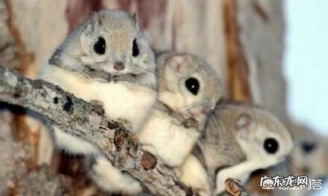 农村老人说在农村野外的树林里,有一种“飞狐”,找到它的屎就发财了,这是为啥呢?