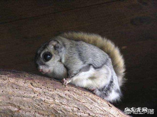 农村老人说在农村野外的树林里,有一种“飞狐”,找到它的屎就发财了,这是为啥呢?