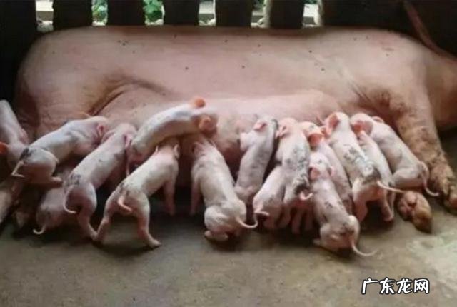 初产母猪不让仔猪吃奶怎么办?