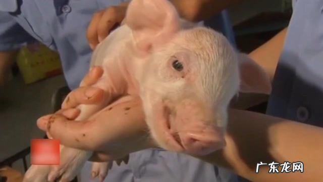 初产母猪不让仔猪吃奶怎么办？