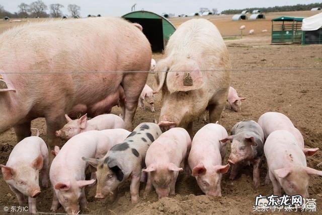 初产母猪不让仔猪吃奶怎么办?