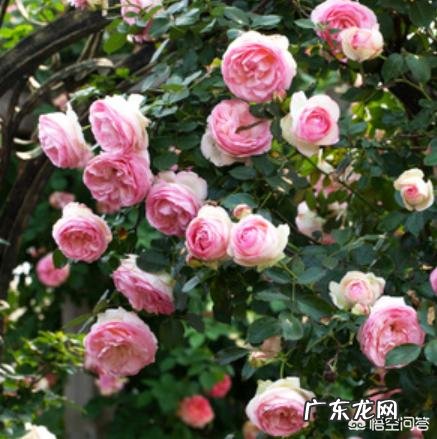 小型月季怎样养?