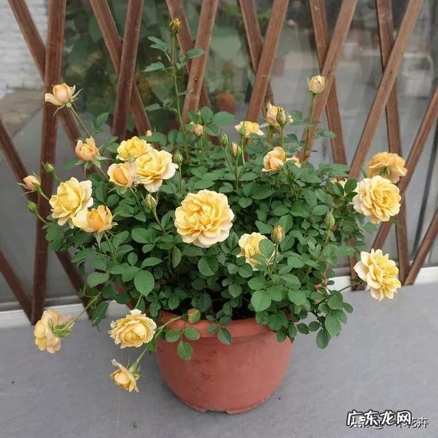 小型月季怎样养?