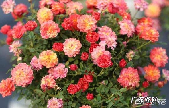 小型月季怎样养?