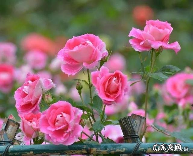 小型月季怎样养?