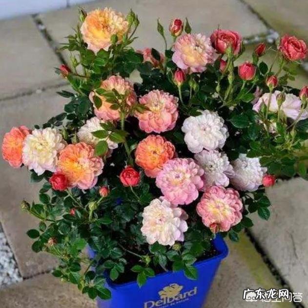 小型月季怎样养?