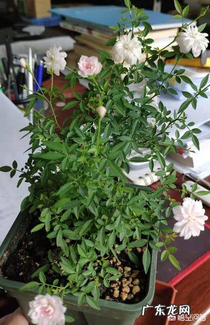 小型月季怎样养?