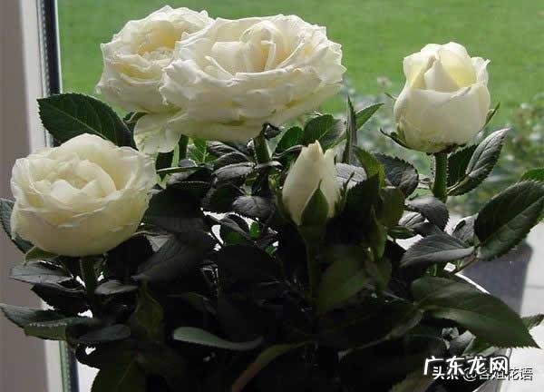 小型月季怎样养?