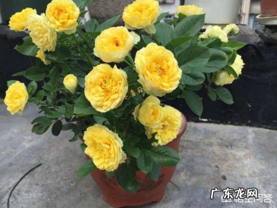 小型月季怎样养?