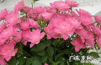 小型月季怎样养?