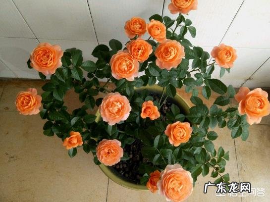 小型月季怎样养?