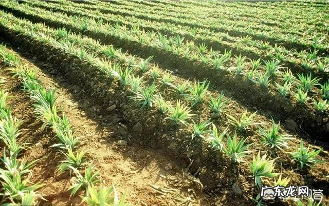 菠萝生长过程需肥规律是怎样的?怎样根据菠萝需肥特点进行施肥?