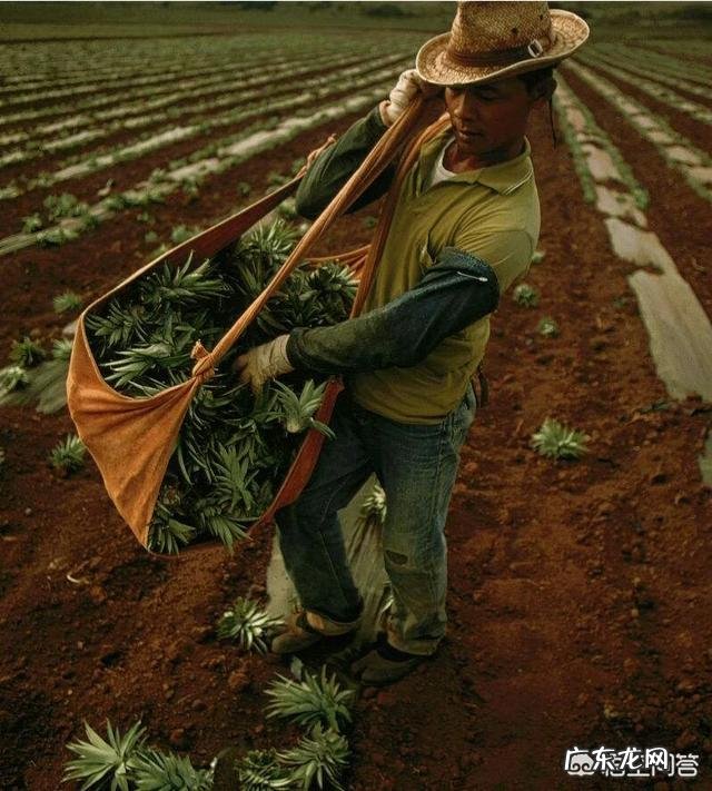 菠萝生长过程需肥规律是怎样的?怎样根据菠萝需肥特点进行施肥?