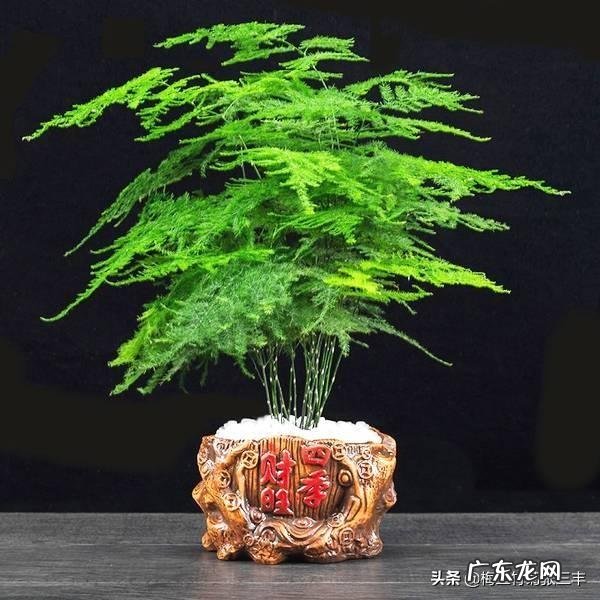 文竹可以晒太阳吗？怎么养护好呢？