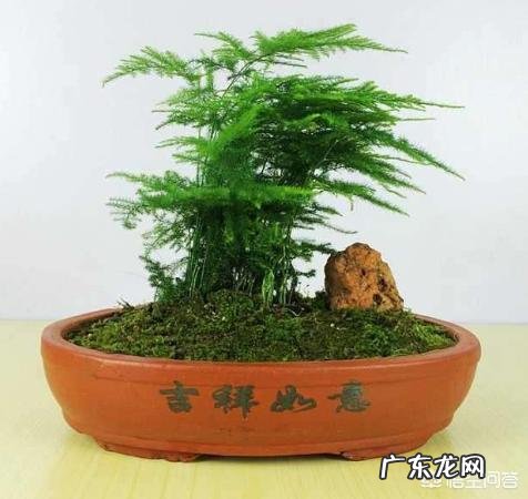 文竹可以晒太阳吗？怎么养护好呢？