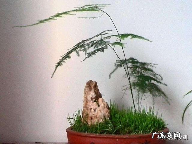 文竹可以晒太阳吗？怎么养护好呢？