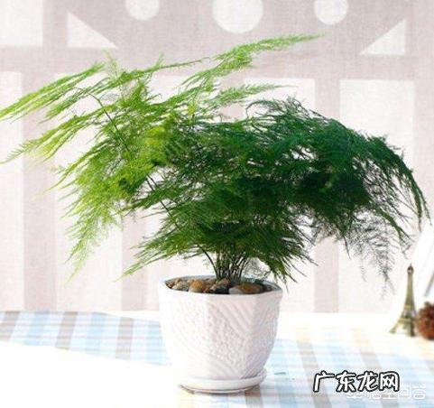 文竹可以晒太阳吗？怎么养护好呢？