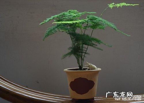 文竹可以晒太阳吗?怎么养护好呢?