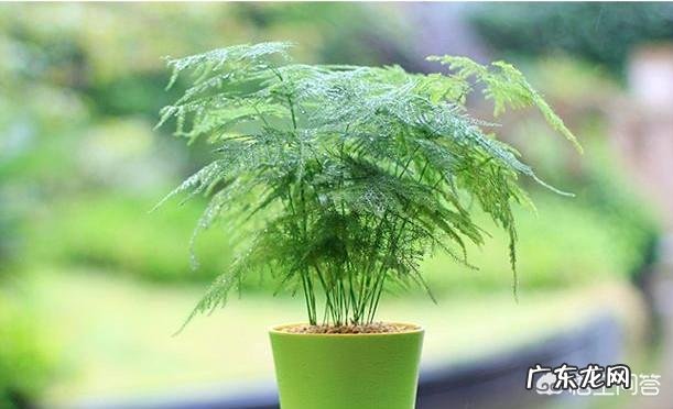 文竹可以晒太阳吗?怎么养护好呢?