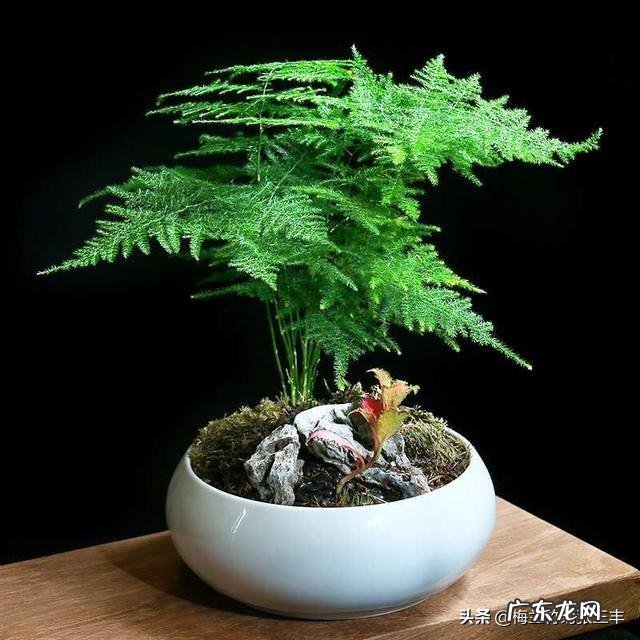 文竹可以晒太阳吗？怎么养护好呢？