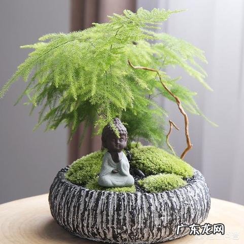 文竹可以晒太阳吗？怎么养护好呢？