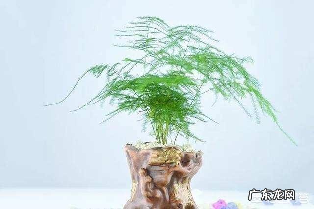 文竹可以晒太阳吗?怎么养护好呢?