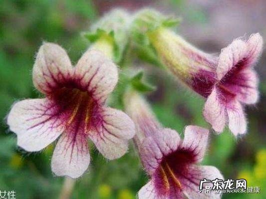 哪些药草的药用价值很高,种植条件不是很高?农民可以种什么药材?