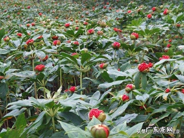 哪些药草的药用价值很高,种植条件不是很高?农民可以种什么药材?