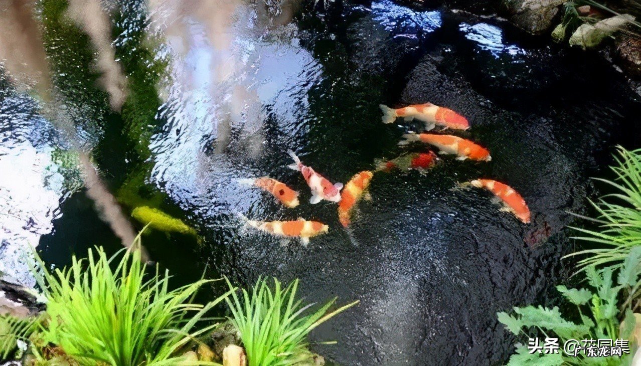 在花园里玩转水景,从设计到养护,这篇文章让你全都学会 房子的什么位置可以建水池