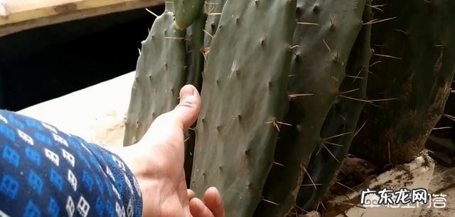 如何养殖仙人掌，才能让仙人掌又大又好看？