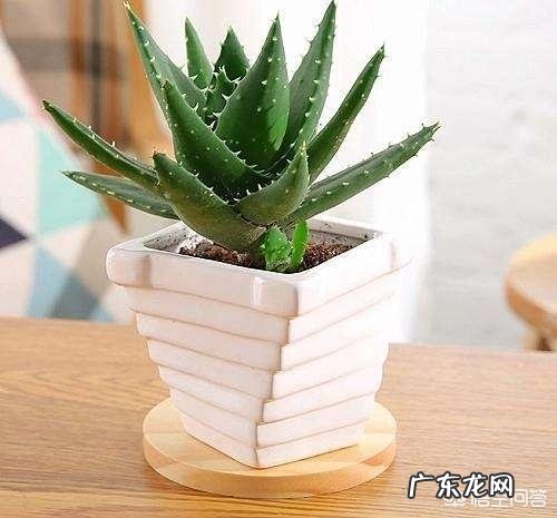 卧室朝阳的窗台放一盆什么花比较好?