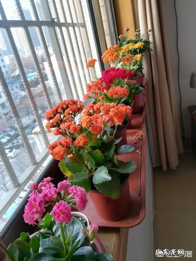 卧室朝阳的窗台放一盆什么花比较好?